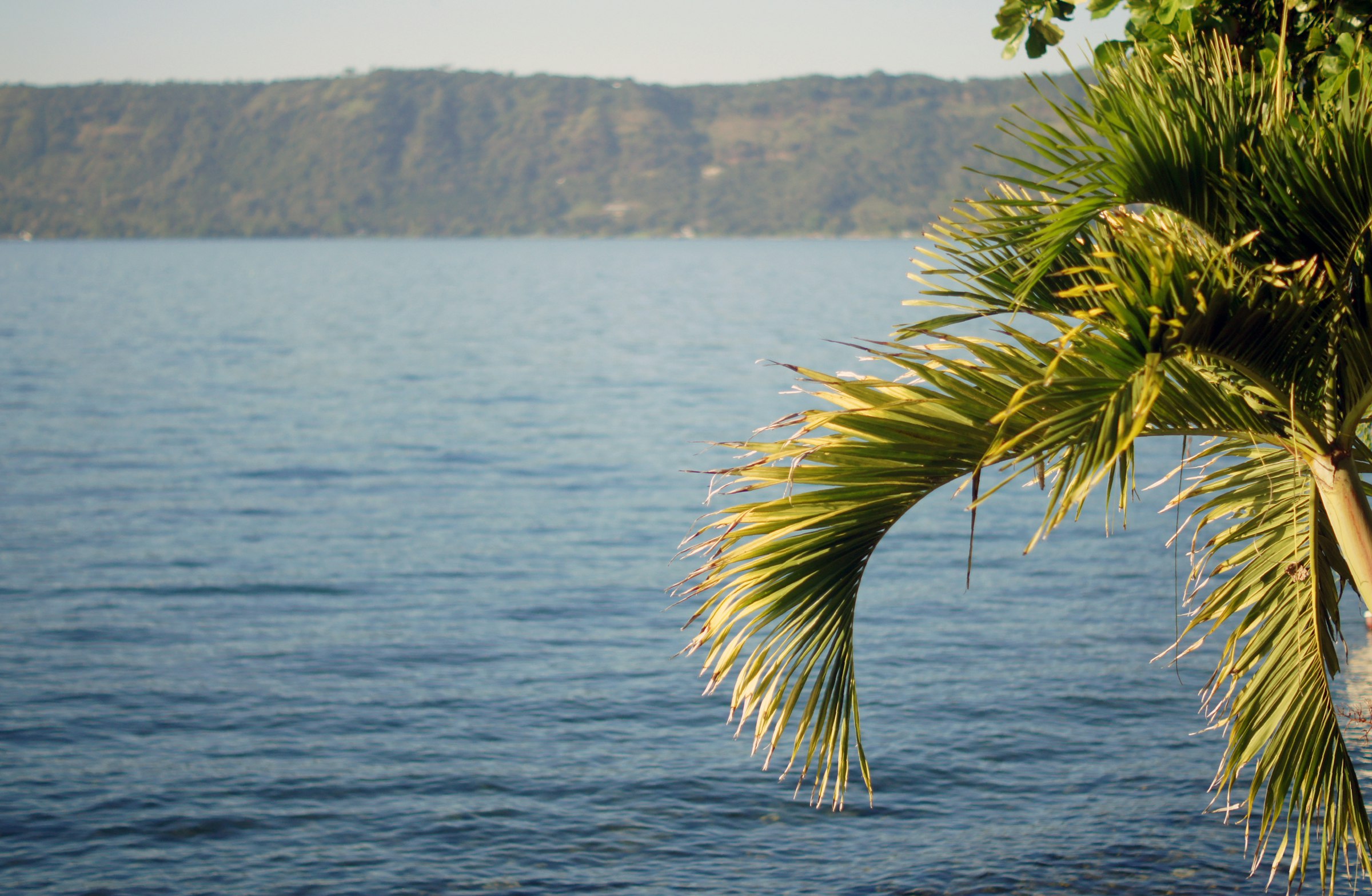 El Lago de Coatepeque enmarcado por una palmera