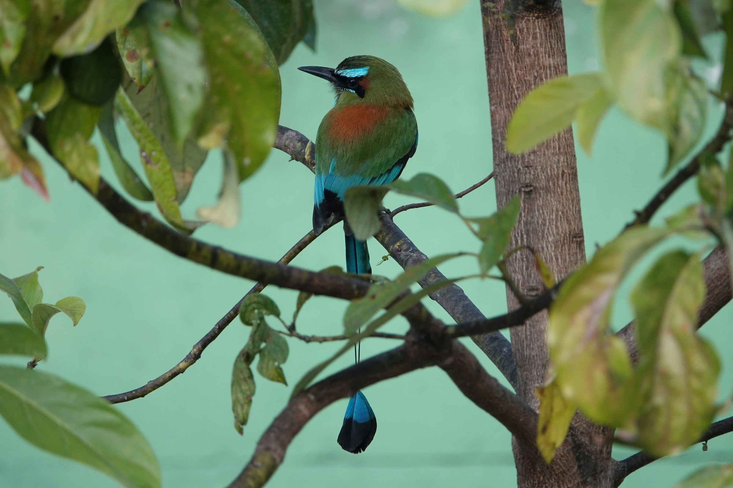 Un torogoz, el ave nacional de El Salvador